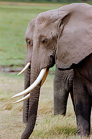Picture 'KT1_18_24 African Elephant, Elephant, Kenya, Amboseli'
